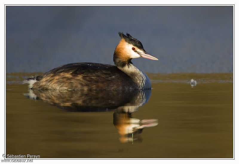 Great Crested Grebe, identification