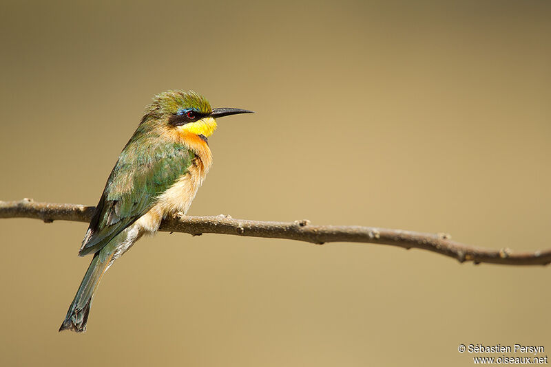 Guêpier nain, identification