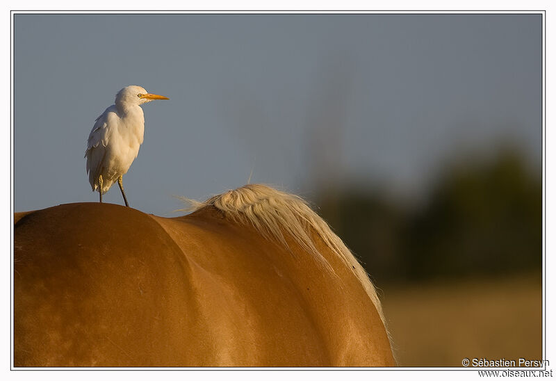 Western Cattle Egret, Behaviour