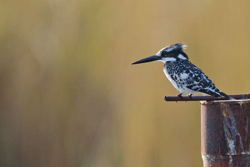 Pied Kingfisher, identification