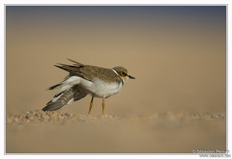 Little Ringed Ploverjuvenile, Behaviour