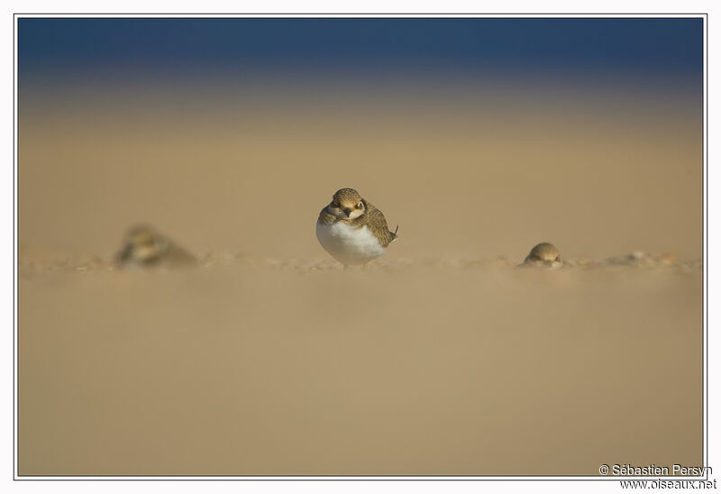 Little Ringed Ploverjuvenile, Behaviour