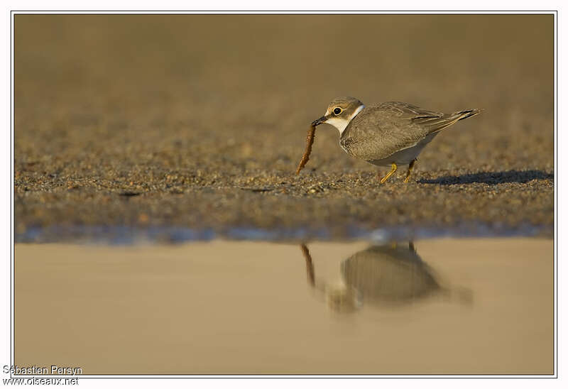 Little Ringed Ploverjuvenile, feeding habits