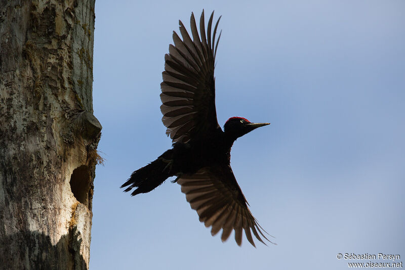 Black Woodpeckeradult, Flight