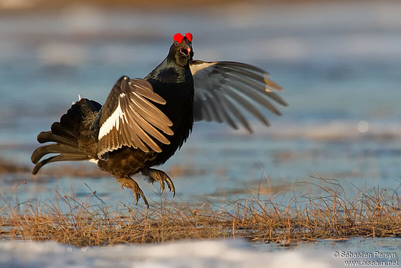 Black Grouse male adult breeding, Behaviour