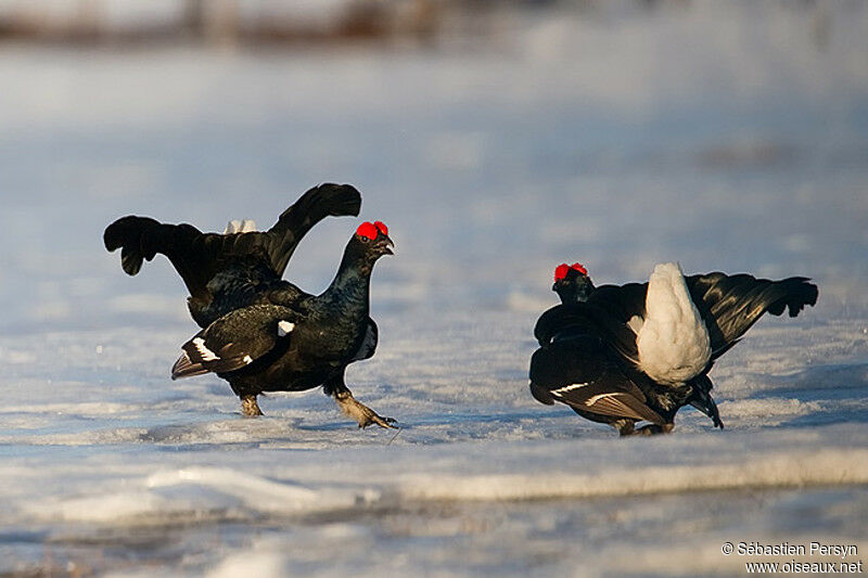 Black Grouse male adult breeding, Behaviour