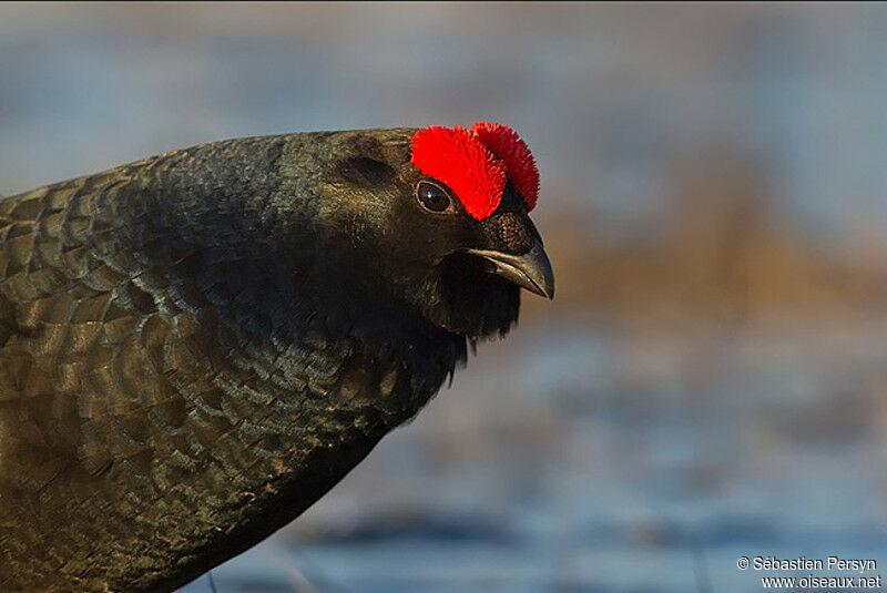 Black Grouse male adult breeding, close-up portrait