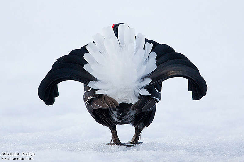 Black Grouse male adult breeding, courting display, Behaviour