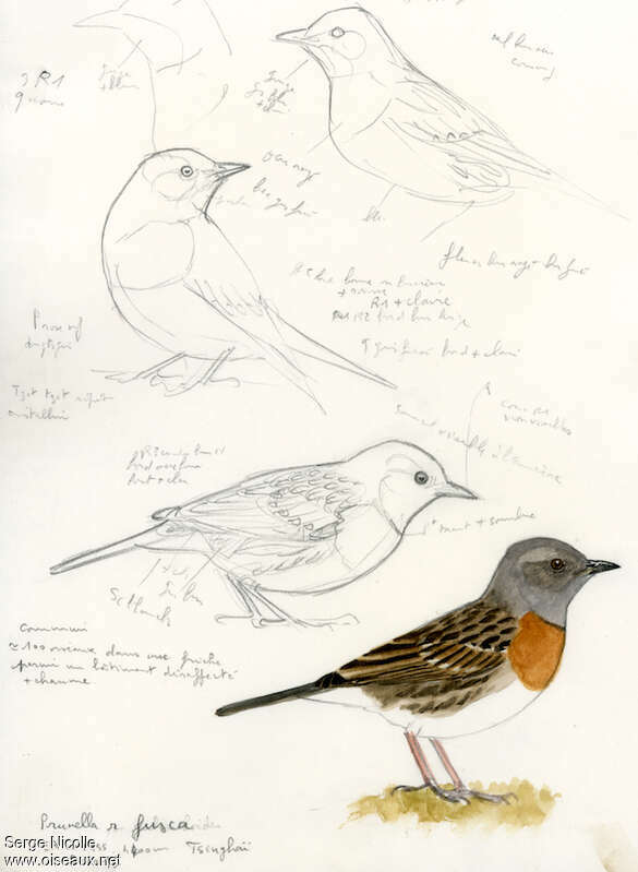 Robin Accentoradult, identification