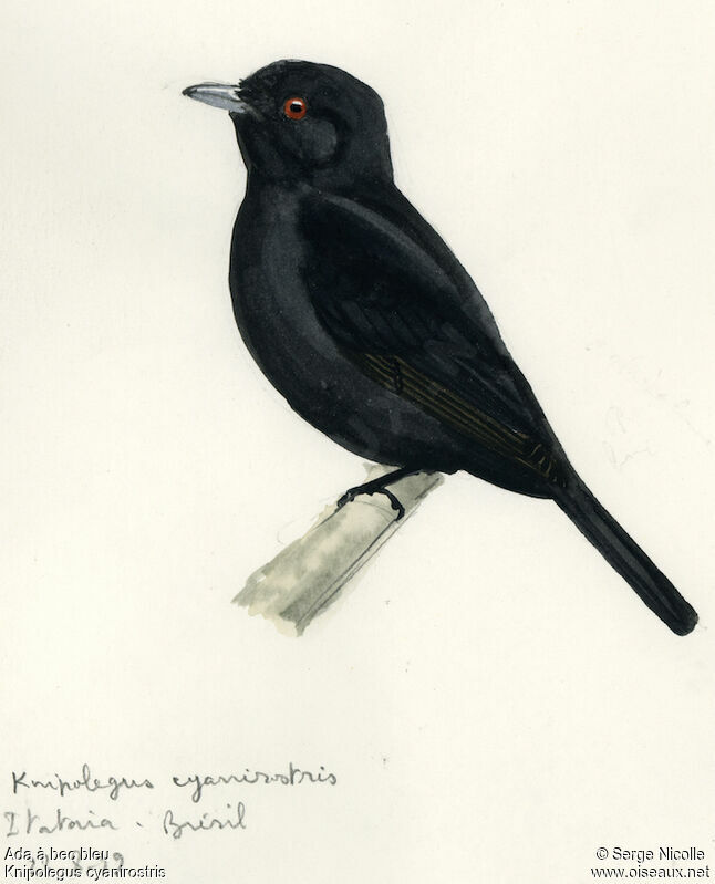 Blue-billed Black Tyrant, identification