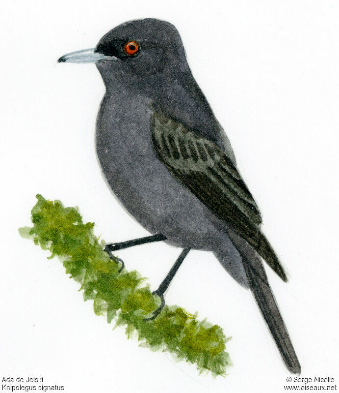 Jelski's Black Tyrant, identification