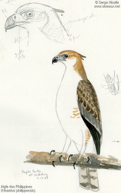 Aigle des Philippinesimmature, identification