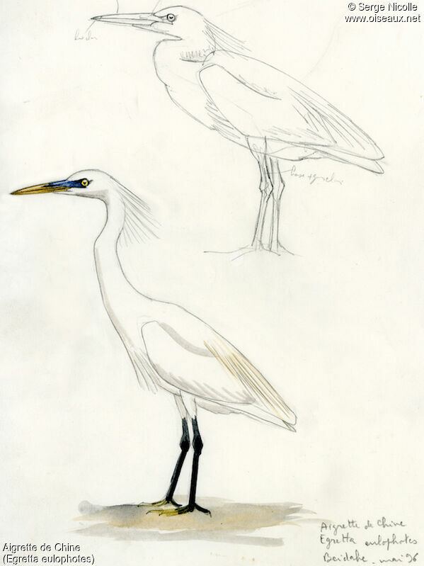 Chinese Egret, identification