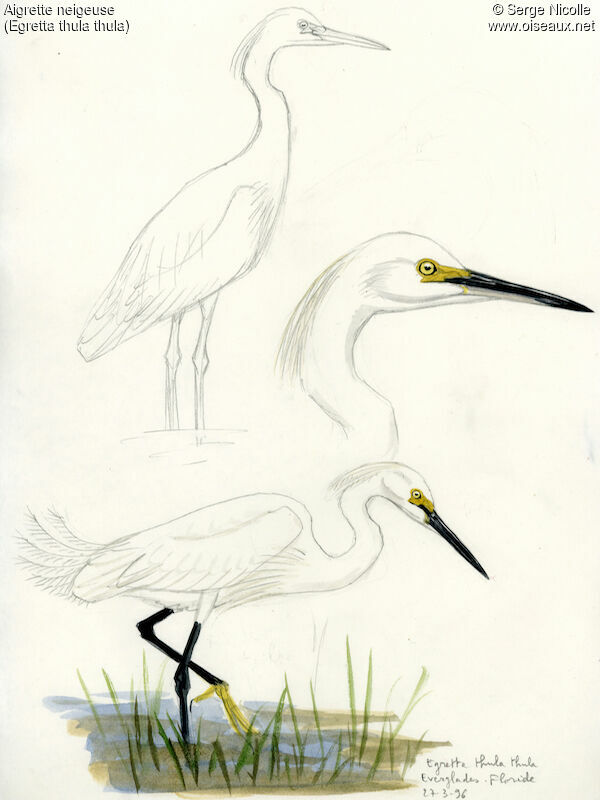 Snowy Egret, identification