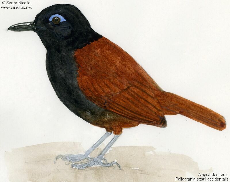 Chestnut-backed Antbird, identification