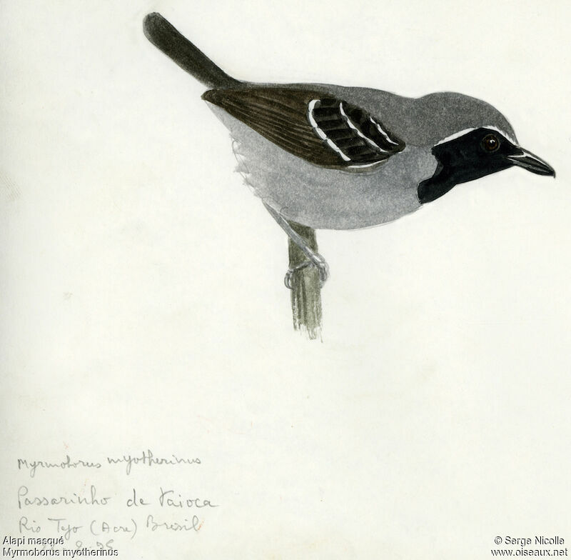 Black-faced Antbird, identification