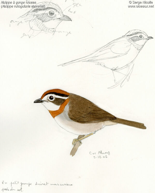 Rufous-throated Fulvetta, identification