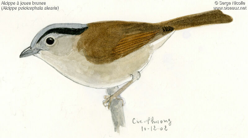 Brown-cheeked Fulvetta, identification