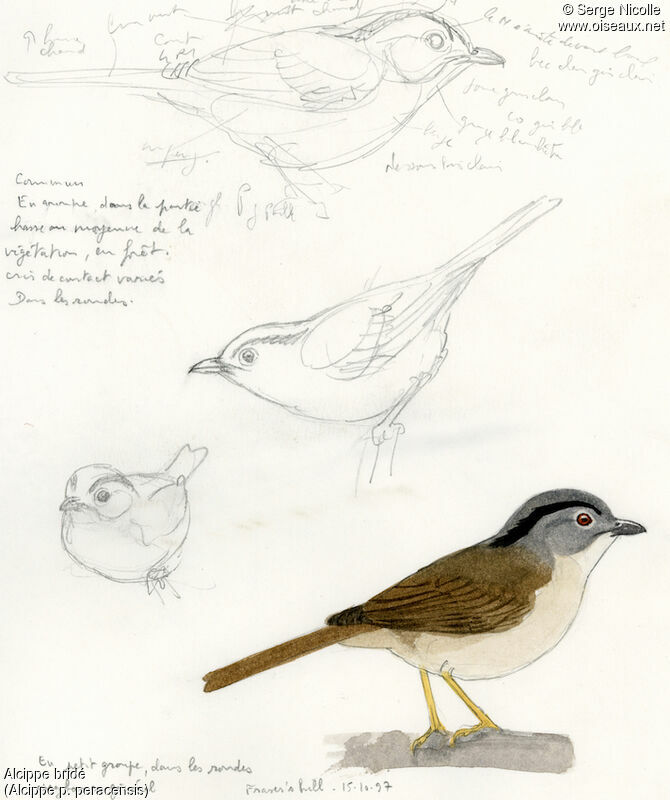 Mountain Fulvetta, identification