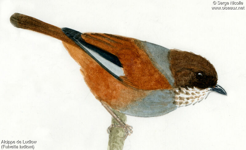 Brown-throated Fulvetta, identification