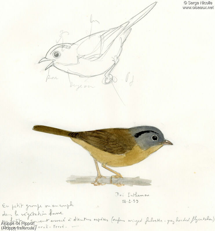 Yunnan Fulvetta, identification