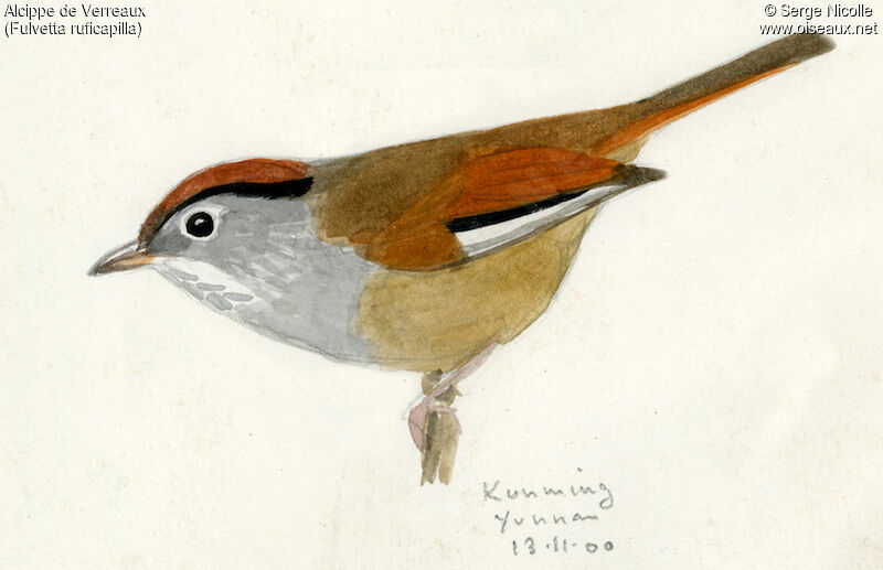 Spectacled Fulvetta, identification