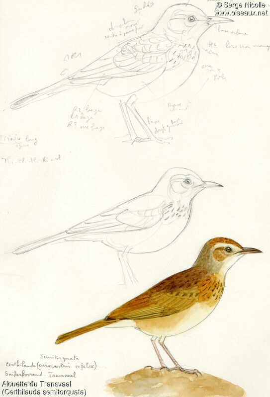 Eastern Long-billed Lark, identification