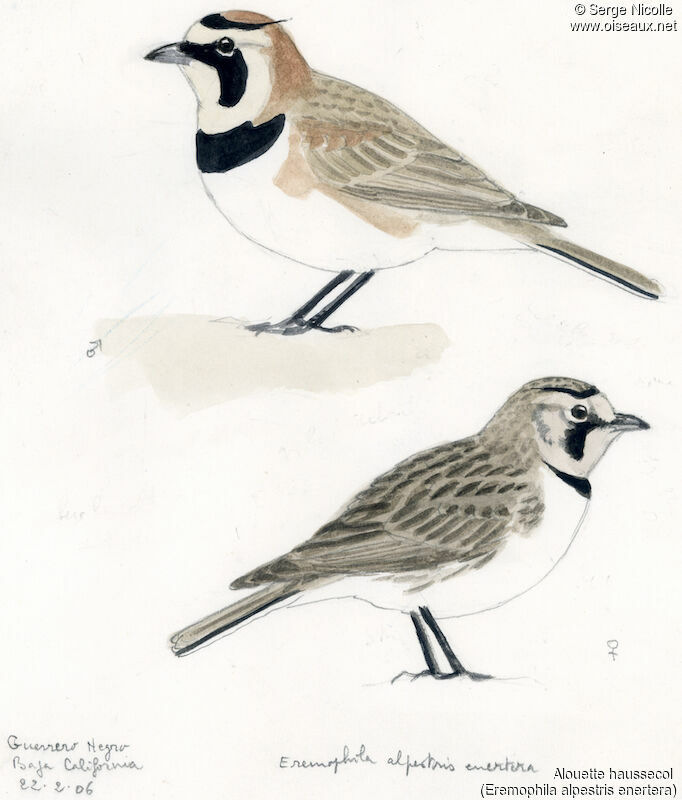 Horned Lark , identification