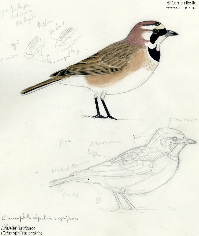 Horned Lark, identification