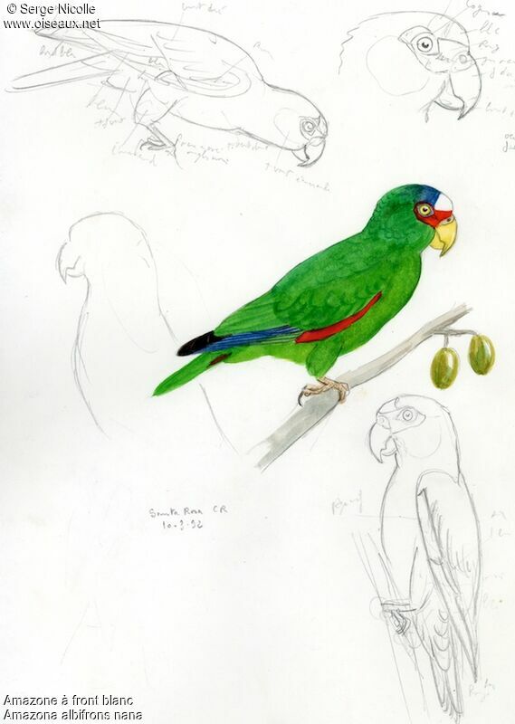 White-fronted Amazon, identification