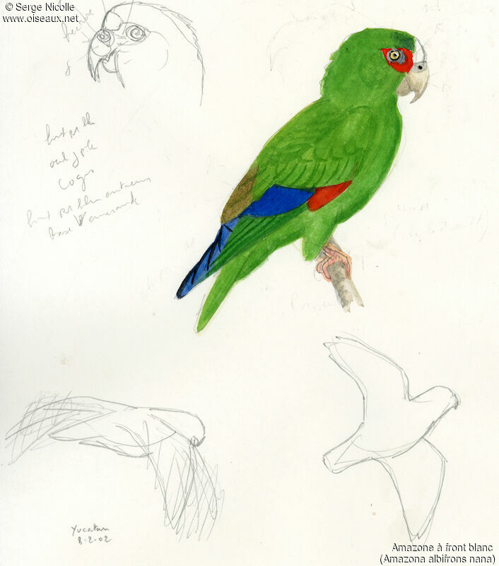 White-fronted Amazon, identification