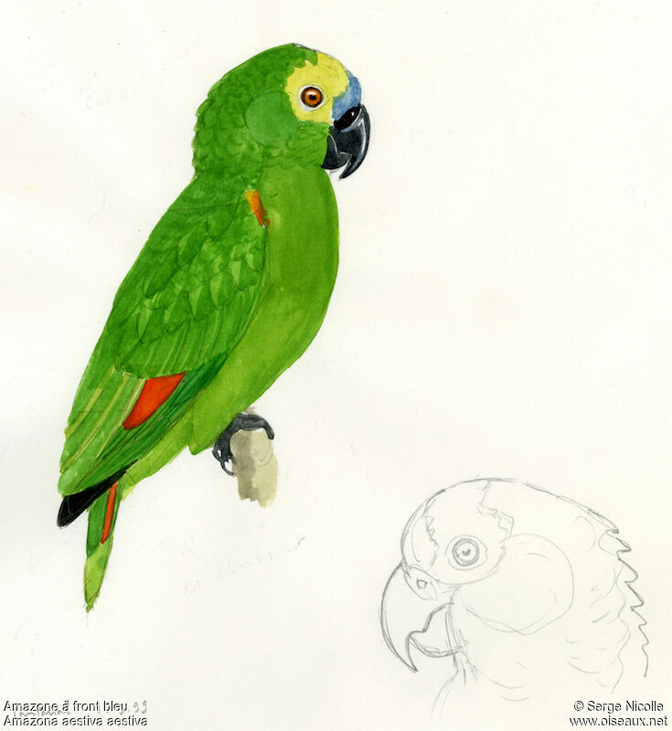 Turquoise-fronted Amazon, identification