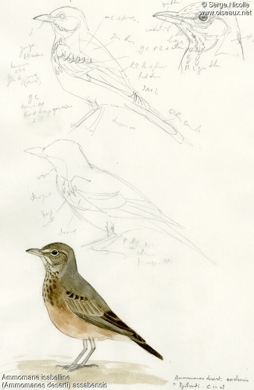 Desert Lark, identification