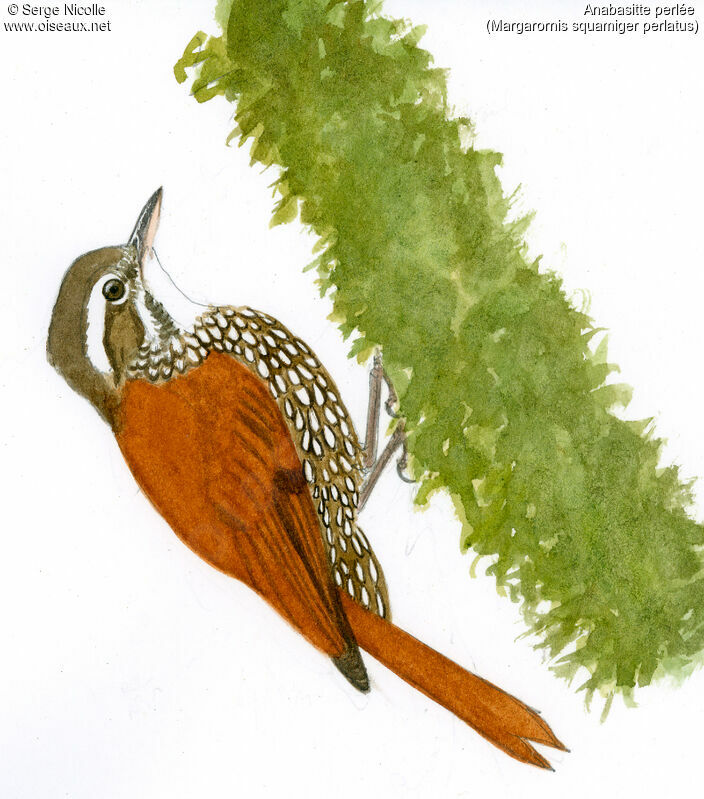 Pearled Treerunner, identification