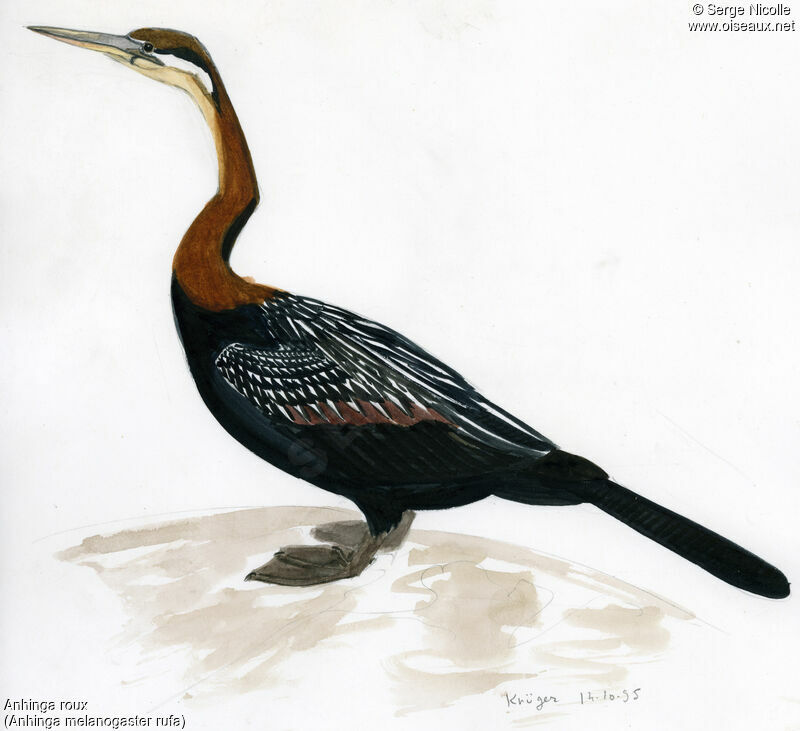 Anhinga roux, identification