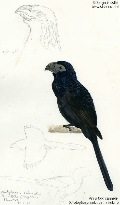 Groove-billed Ani, identification