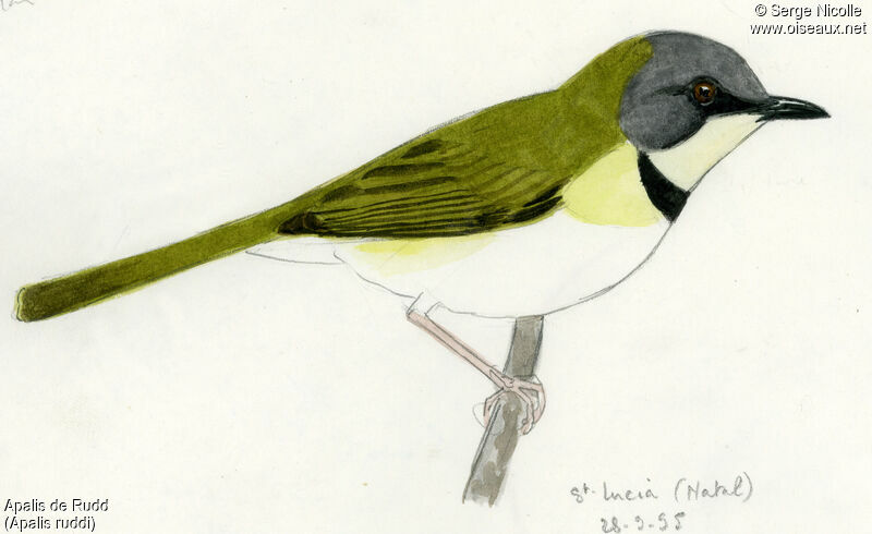 Apalis de Rudd, identification