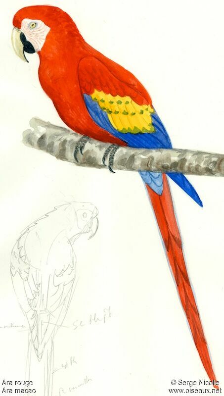 Scarlet Macaw, identification