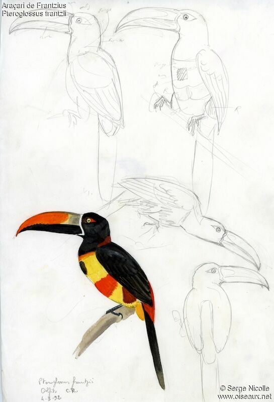 Fiery-billed Aracari, identification