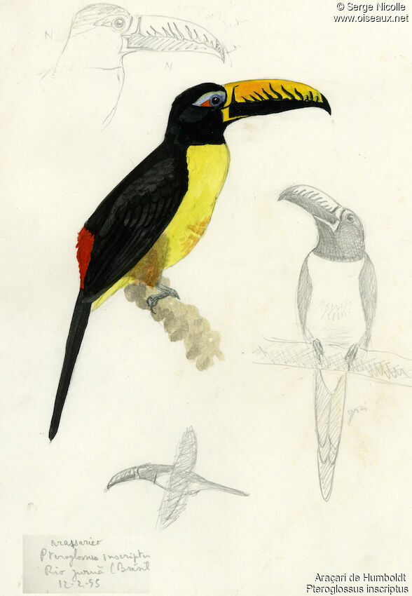 Araçari marqué