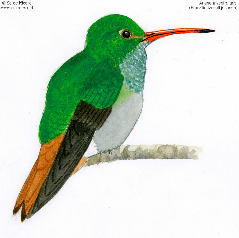 Rufous-tailed Hummingbird, identification