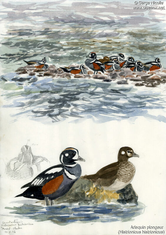 Harlequin Duck , identification