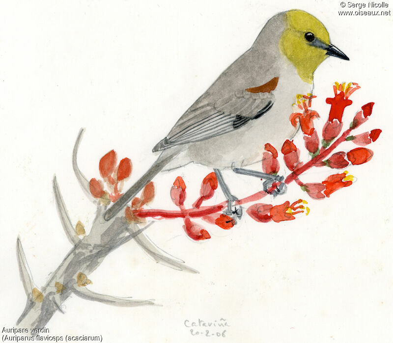 Auripare verdin, identification