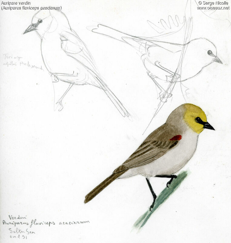 Verdin, identification