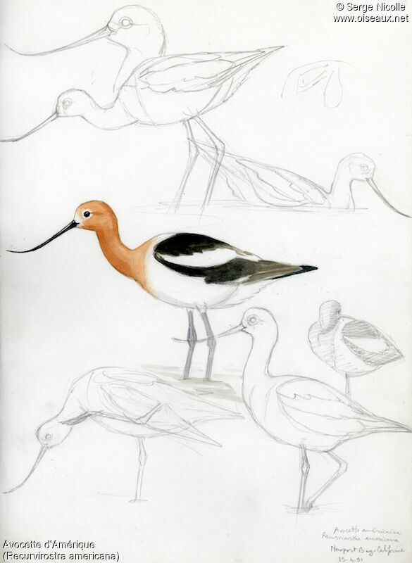 American Avocetadult breeding, identification