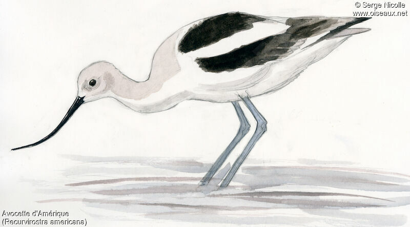 Avocette d'Amérique, identification