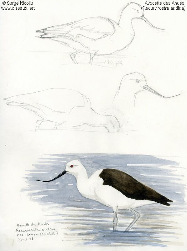 Avocette des Andes, identification