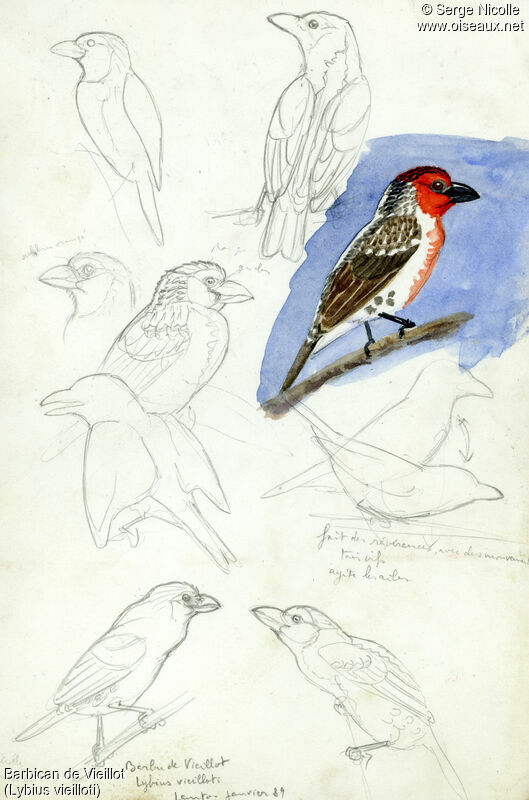 Vieillot's Barbet, identification