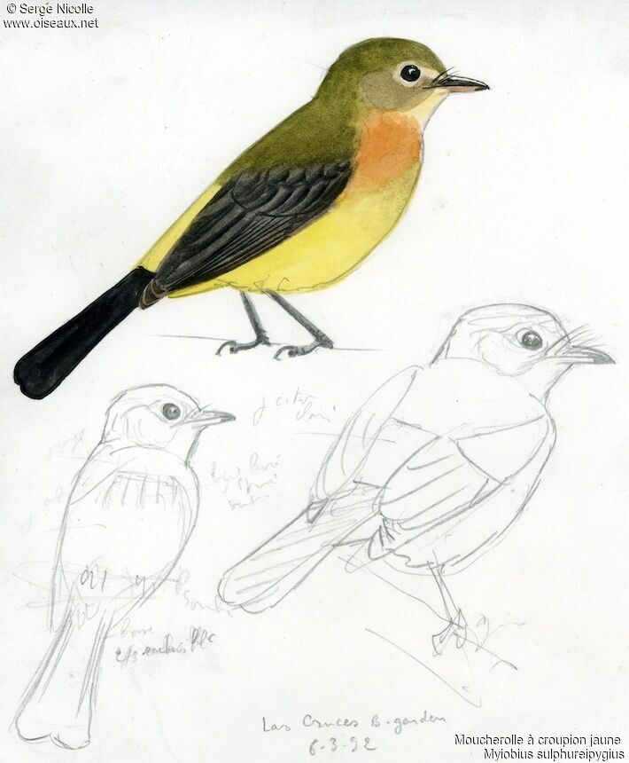 Sulphur-rumped Myiobius