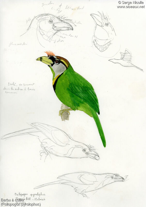 Fire-tufted Barbet, identification